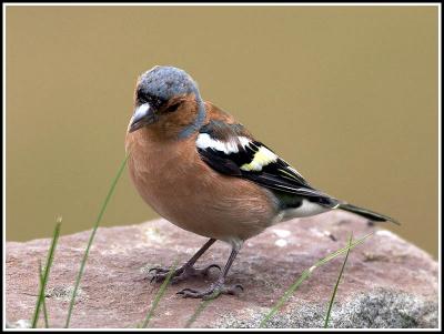 Chaffinch