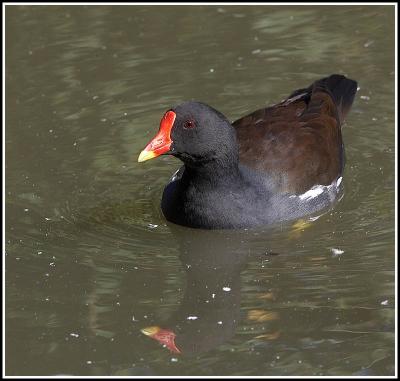 Moorhen
