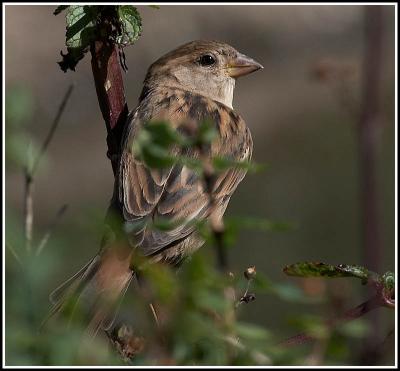 Female house sparrow