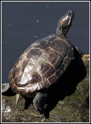 Sunning turtle