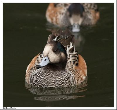 Chiloe wigeon