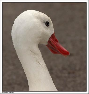 Coscoroba Swan