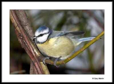 Blue tit