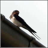 Swallow