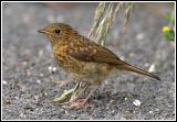 Robin (juveneille)