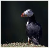 Puffin back profile