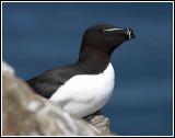 Razorbill