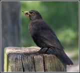 IMG_0355a.jpg