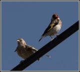 Goldfinch with young