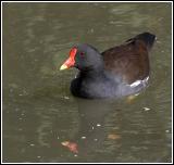 Moorhen