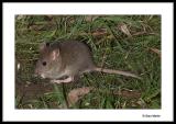 Young wild rat