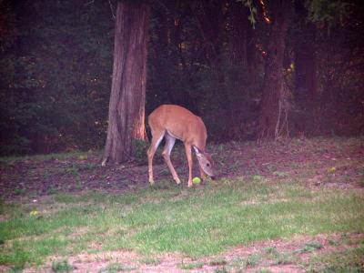 Deer in next doors backyard