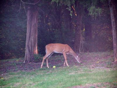 Deer in next doors Backyard