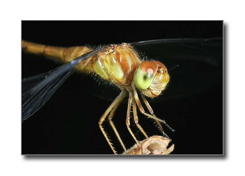 dragonfly8544.jpg
