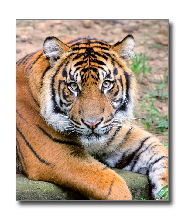 Sumatran TigerNational ZooWashington, DC