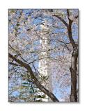 Cherry Blossoms & Washington MonumentWashington, D.C.