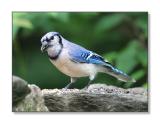 BluejayBedford, NH