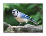 <b>Bluejay</b><br><font size=2>Bedford, NH