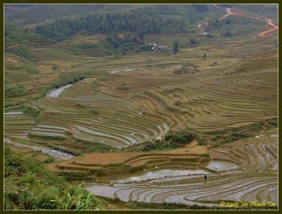 Cascading rice terraces