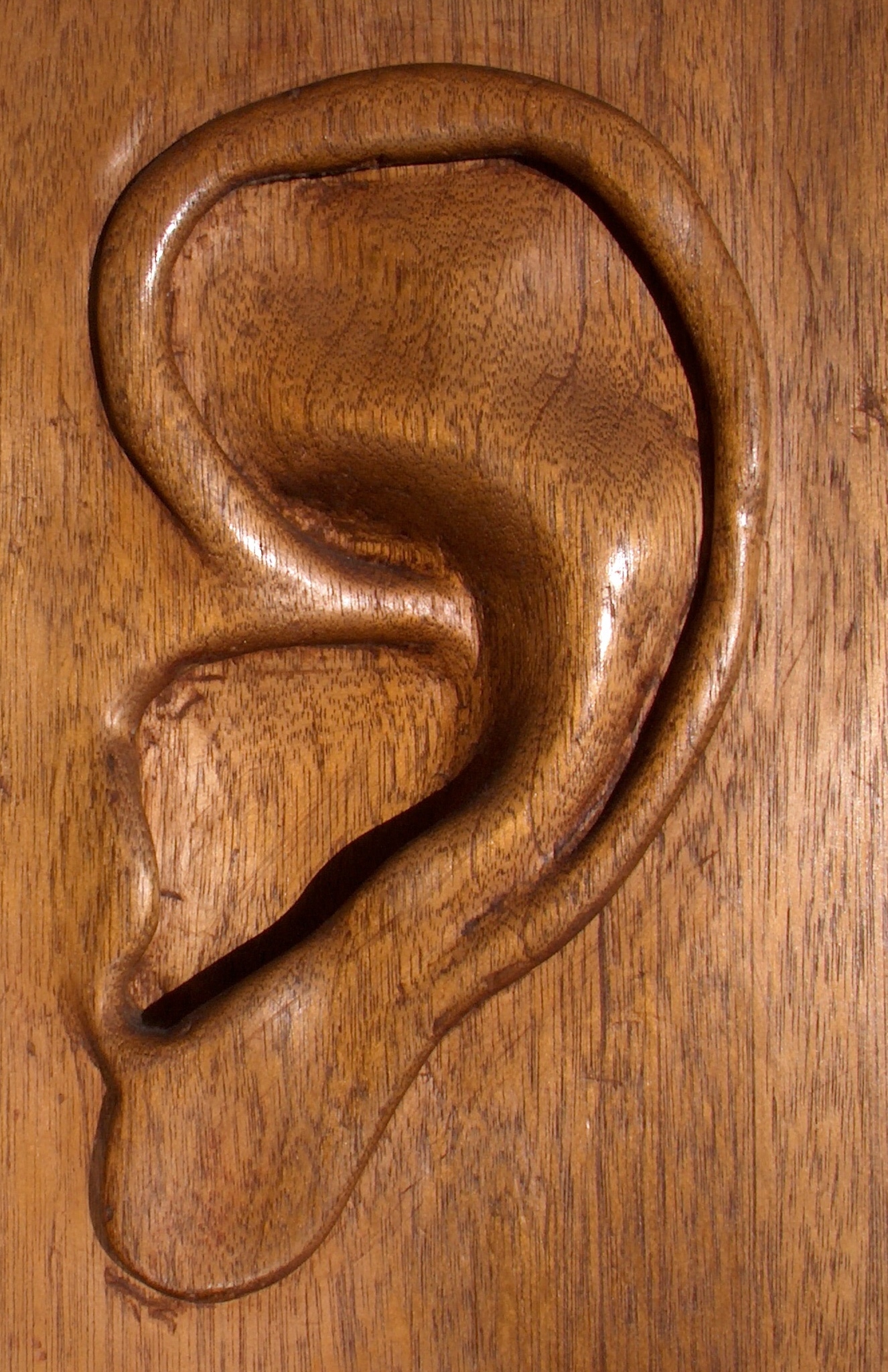 Ear in wood