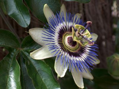 Passion flower