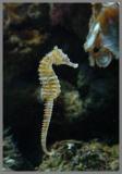 Seahorse