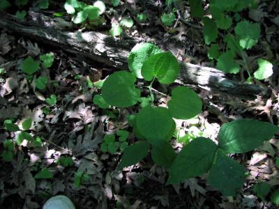 v3/71/48271/3/44668339.UnknownPlant222.jpg
