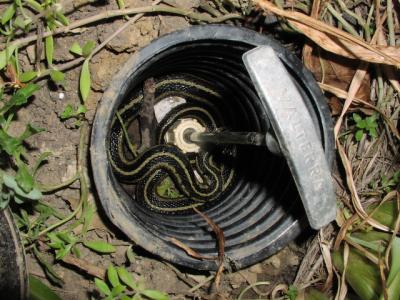 GarterSnake.jpg