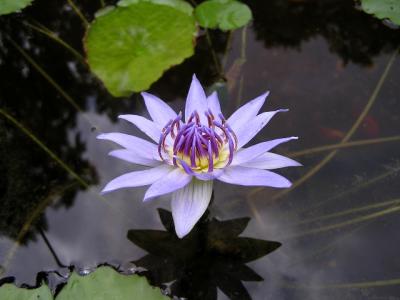 pond_plants