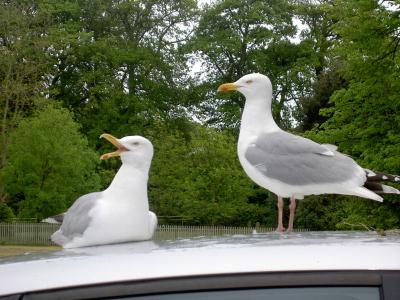 Jersey seagulls.jpg