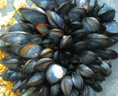 Mussels6.jpg