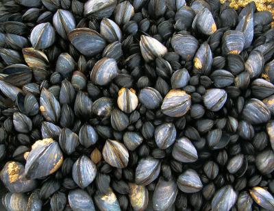 Mussels2.jpg