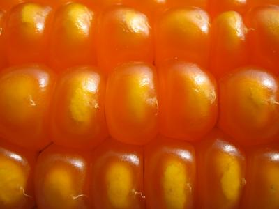 corncob