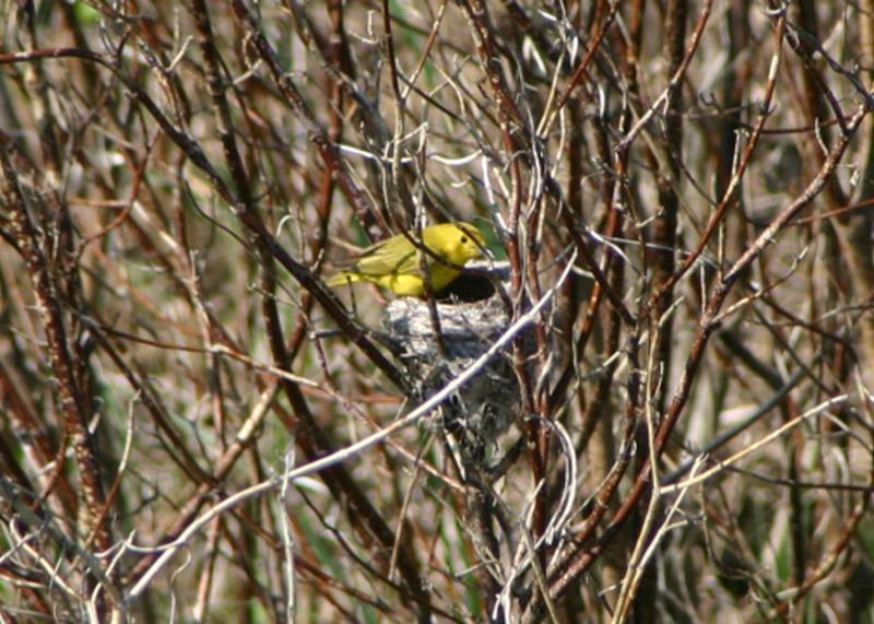 Yellow Warbler on Nest