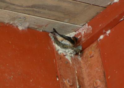 Cliff Swallow on Nest
