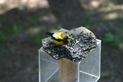 Evening Grosbeak