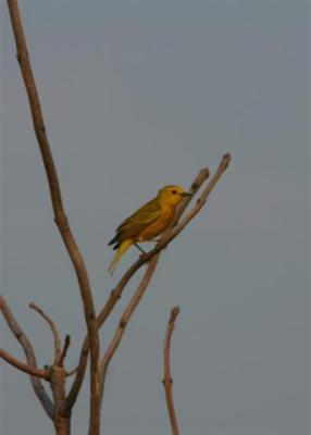 Yellow Warbler