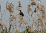 Yellow-headed Blackbird