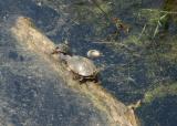 Turtles