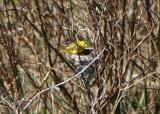 Yellow Warbler on Nest