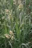 Grasses at Maumee