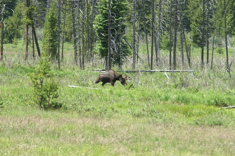 Finally a Moose!!!