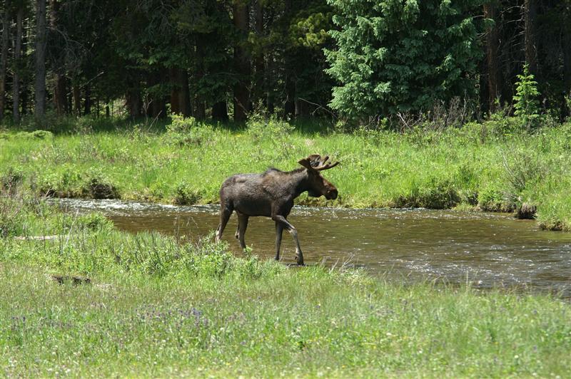 Bull moose posing for me