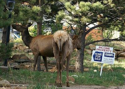Elk shopping for a new home
