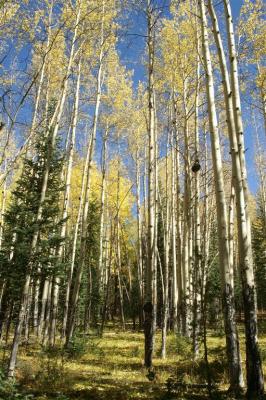 Aspen and pine living in unity