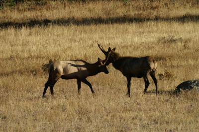 An elk meeting