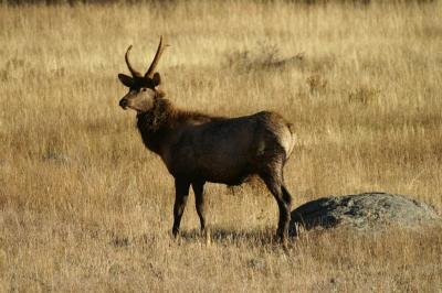 A spike bull elk