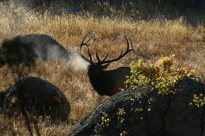 Smokey elk #2