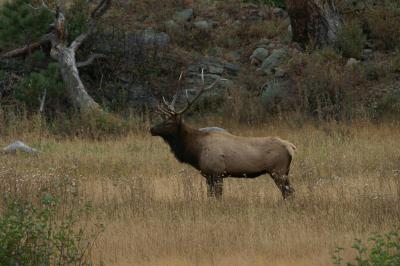 Bull elk posed