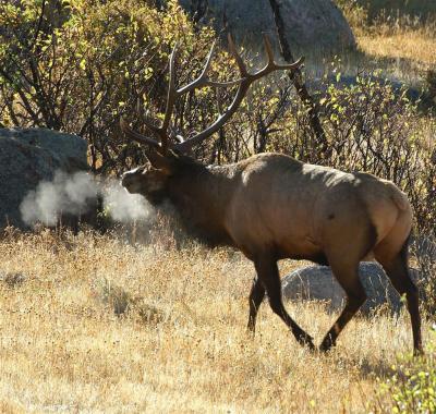 Smokey elk cropped